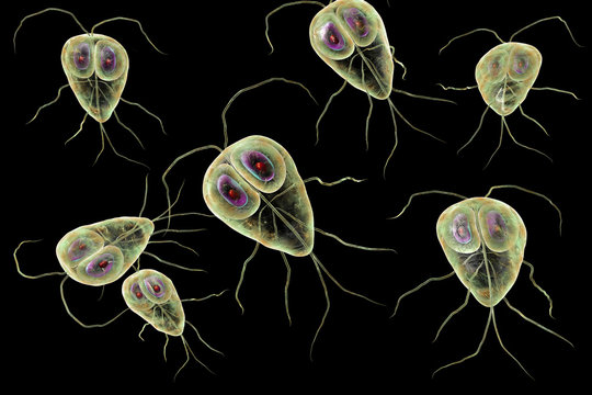 Giardia lamblia protozoan, the causative agent of giardiasis, 3D illustration