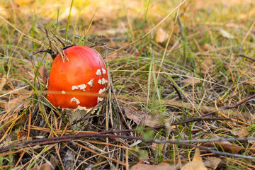 Amanita Muscaria (fly-agaric) in the autumn forest on a sunny day