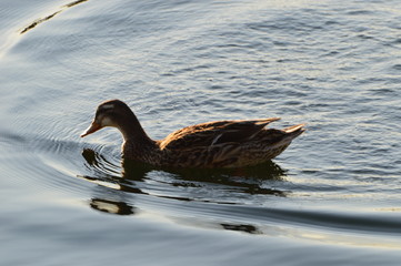 Duck in water