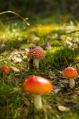 Amanita Muscaria (fly-agaric) in the autumn forest on a sunny day