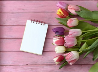 Fototapeta premium spring flowers tulips