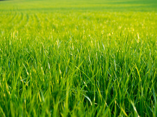 A green field of grass