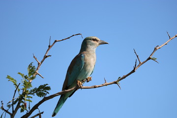 vogel türkis
