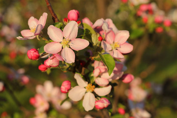 Naklejka na ściany i meble Spring blossom on apple tree in garden