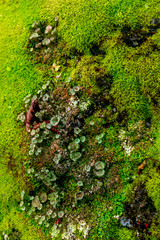 Green moss