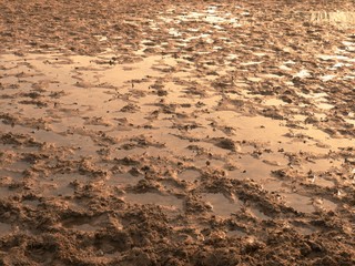 Muddy field with puddles and traces of ungulates