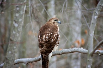 Perched Hawk