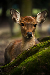 Deer Park in Nara, Japan