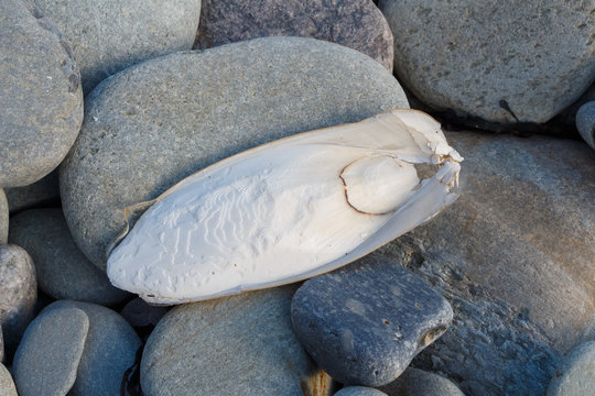 Os de seiche sur des galets