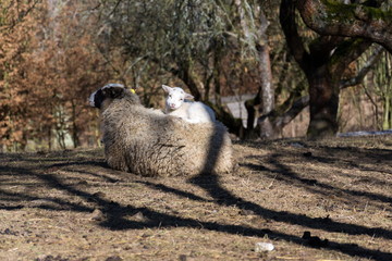 Cute newborn little lamb lying on sheep, motherly love concept