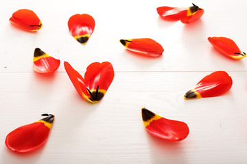Closeup on petals of red tulip on white wooden table