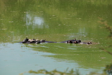 nilpferd mit schildkröten