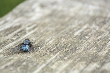 fly on table