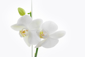Blooming white felenopsis (orchid) on a white background.