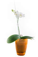 Blooming white felenopsis (orchid) on a white background.