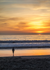 Fototapeta na wymiar lonely bird on the beach at sunset