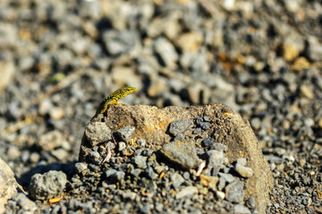 lizard on the ground in the wild