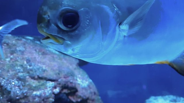 Interesting footage of a tropical reef fish close up.