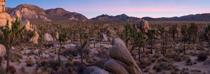 Joshua Trees on sunset, Joshua Tree National Park, California