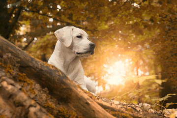 young labrador dog puppy in forest during an golden yellowautumn walk