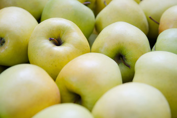Green and yellow apples. Apples of the variety Golden.