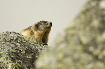 Alpine Marmot, Marmota marmota latirostris, Tatra national park, Slovakia, rodent in mountain