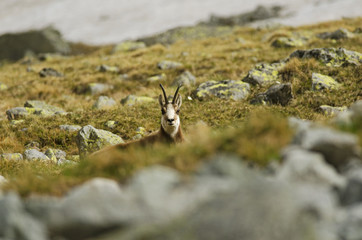 Tatra Chamois, Rupicapra rupicapra tatrica, High Tatras mountains, Tatra National Park, Slovakia