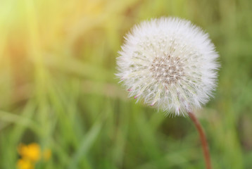Dandelion in the green summer field