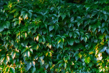 Natural background of green leaves. Green hedge with ivy on the fence. Nature background with texture a green leaf close-up.