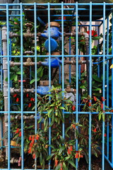Water meters in a flowery cage. R.Villalon street-Baguio-Benguet province-Philippines. 0250