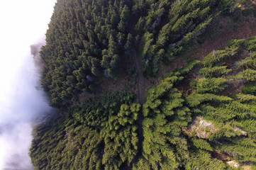 aerial view of forest from the drone