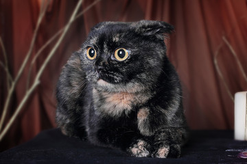 Scottish cat tortoise color