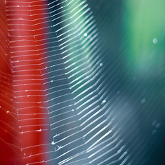 Spider web on colorful background, summer