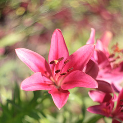Pink lily, spring and summer