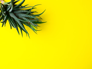 Green cactus on a bright yellow background. Creative minimal concept.
