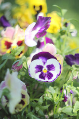 Colorful pansies flowers, summer time
