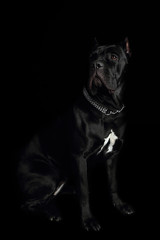 Cane-corso black dog, on a black background - obrazy, fototapety, plakaty