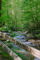 Fototapeta premium Creekside