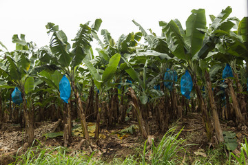 Banana field