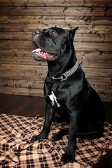 cane corso black dog, on a brown background