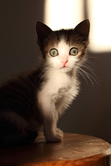 Cute little kitten, natural light
