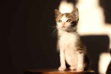 Cute little kitten, natural light