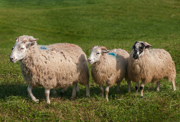Obraz premium Four Sheep (Ovis aries)