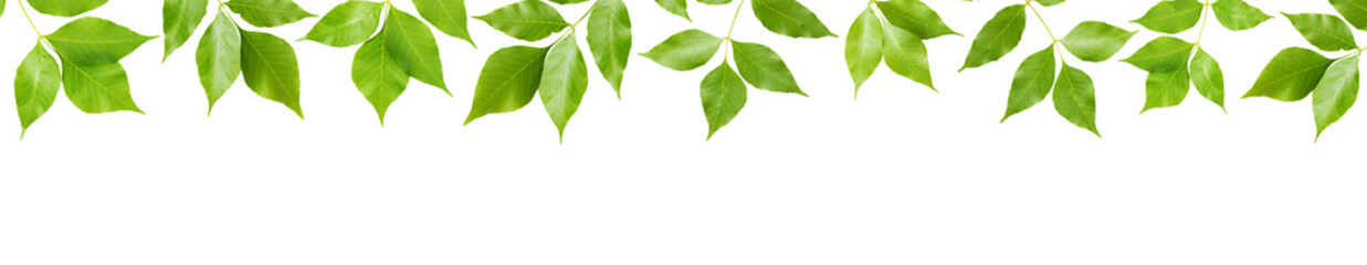 Naklejka na ściany i meble Green leaves on white background