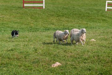 Fototapeta premium Stock Dog Runs Sheep (Ovis aries) Through Herding Course