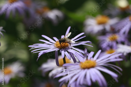 Flower Nature Daisy White Garden Summer Flowers