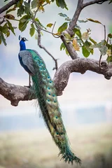 Tuinposter Peacock in a tree in Kanha National Park in India © henk bogaard