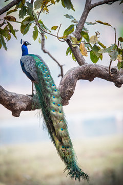 Peacock in a tree in Kanha National Park in India