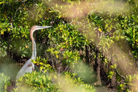Goliath Heron Hunting In Mangroves