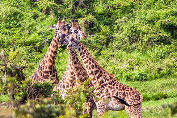 Giraffe. Ngorongoro Crater Conservation Area. Tanzania.